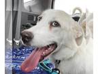 Great Pyrenees Mix DOG FOR ADOPTION RGADN-1090121 - India - Great Pyrenees /