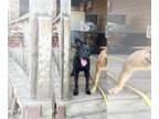 Huskies -Labrador Retriever Mix DOG FOR ADOPTION RGADN-1090128 - Smoothie -