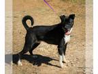 Basenji-Boxer Mix DOG FOR ADOPTION RGADN-1090143 - Mack - Basenji / Boxer /