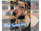 Labrador Retriever Mix DOG FOR ADOPTION RGADN-1090186 - A-Tucker - Labrador