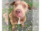 American Pit Bull Terrier Mix DOG FOR ADOPTION RGADN-1090210 - A-Rambo - Pit