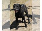 Great Dane Mix DOG FOR ADOPTION RGADN-1090240 - Plainer - Great Dane / Mixed