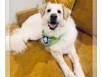 Great Pyrenees DOG FOR ADOPTION RGADN-1090302 - Nikko - Great Pyrenees (long