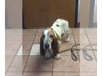 Basset Hound DOG FOR ADOPTION RGADN-1090434 - Gus - Basset Hound (short coat)