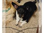 Dachshund DOG FOR ADOPTION RGADN-1090658 - Lo Siento - Dachshund / Rat Terrier