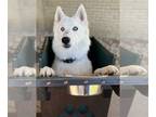 Siberian Husky Mix DOG FOR ADOPTION RGADN-1090751 - Jackson **Special medical
