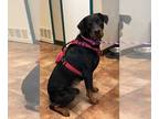 Rottweiler DOG FOR ADOPTION RGADN-1090903 - Miss Bella - Rottweiler (short coat)