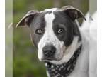 Staffordshire Bull Terrier Mix DOG FOR ADOPTION RGADN-1090993 - DAWSON -