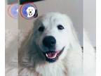Great Pyrenees DOG FOR ADOPTION RGADN-1091038 - Divinity - Great Pyrenees (long