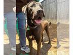 Chocolate Labrador retriever Mix DOG FOR ADOPTION RGADN-1091056 - Levi -