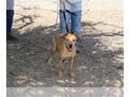 Sheprador DOG FOR ADOPTION RGADN-1091097 - Bluebell - Labrador Retriever /