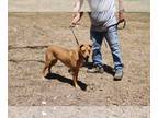 Sheprador DOG FOR ADOPTION RGADN-1091099 - Bluebell - Labrador Retriever /