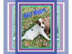 Jack Russell Terrier DOG FOR ADOPTION RGADN-1091117 - wyatt - Jack Russell