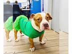 American Pit Bull Terrier Mix DOG FOR ADOPTION RGADN-1091145 - Sandy - American