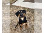 Rotterman DOG FOR ADOPTION RGADN-1091158 - boba - Doberman Pinscher / Rottweiler