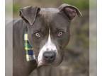 American Pit Bull Terrier DOG FOR ADOPTION RGADN-1091185 - KRATOS - Pit Bull
