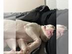 American Staffordshire Terrier Mix DOG FOR ADOPTION RGADN-1091239 - boba2 -