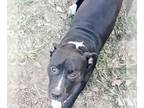 American Staffordshire Terrier Mix DOG FOR ADOPTION RGADN-1091293 - BUBBA -