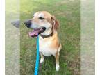 Labrador Retriever Mix DOG FOR ADOPTION RGADN-1091377 - Butters - Labrador