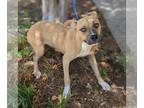 Black Mouth Cur-Whippet Mix DOG FOR ADOPTION RGADN-1091442 - Darling - Whippet /