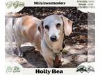 Dachshund DOG FOR ADOPTION RGADN-1091513 - Holly Bea + - Dachshund (short coat)