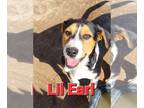 American Staffordshire Terrier DOG FOR ADOPTION RGADN-1091771 - Lil Earl -