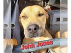 American Staffordshire Terrier Mix DOG FOR ADOPTION RGADN-1091968 - John Jones -
