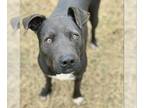 American Staffordshire Terrier DOG FOR ADOPTION RGADN-1092019 - DARREN -