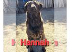 Boxador DOG FOR ADOPTION RGADN-1092122 - Hannah - Labrador Retriever / Boxer /