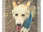 Huskies Mix DOG FOR ADOPTION RGADN-1092555 - Luka - Husky / Mixed (medium coat)