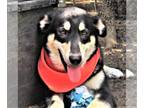 Huskies Mix DOG FOR ADOPTION RGADN-1092557 - Gracey - Shepherd / Husky / Mixed