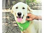 Great Pyrenees-Retriever Mix DOG FOR ADOPTION RGADN-1092565 - Zorro - Great