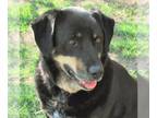 Labrottie DOG FOR ADOPTION RGADN-1092570 - Jed - Labrador Retriever / Rottweiler