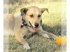 Retriever Mix DOG FOR ADOPTION RGADN-1092572 - Ellie - Retriever / Australian