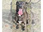 Labrador Retriever Mix DOG FOR ADOPTION RGADN-1092622 - TULIP - Labrador