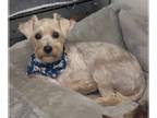 Poodle (Miniature) Mix DOG FOR ADOPTION RGADN-1092698 - Ellwood - Terrier /