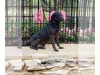 Labrador Retriever Mix DOG FOR ADOPTION RGADN-1092732 - Shadow - Labrador