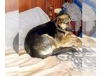 German Shepherd Dog Mix DOG FOR ADOPTION RGADN-1093035 - Chloe - German Shepherd