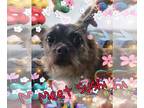 Pug-Shih Tzu Mix DOG FOR ADOPTION RGADN-1093067 - Sushi - Pug / Shih Tzu / Mixed