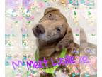 Catahoula Leopard Dog Mix DOG FOR ADOPTION RGADN-1093069 - Lucille - Catahoula