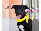 Labrador Retriever Mix DOG FOR ADOPTION RGADN-1093071 - Penny - Labrador