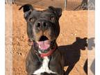 American Pit Bull Terrier DOG FOR ADOPTION RGADN-1087504 - Chaplin - American