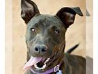 American Pit Bull Terrier-Whippet Mix DOG FOR ADOPTION RGADN-1087505 - Winter -