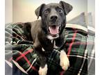Collie-Labrador Retriever Mix DOG FOR ADOPTION RGADN-1087572 - Francesca -