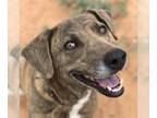 Plott Hound DOG FOR ADOPTION RGADN-1087598 - Cordelia - Plott Hound / Hound