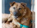 Chow Chow DOG FOR ADOPTION RGADN-1087719 - Gilmore - Chow Chow (medium coat) Dog