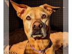 Vizsla Mix DOG FOR ADOPTION RGADN-1087883 - Sundance - Vizsla / Mixed Dog For