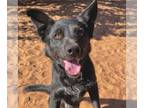 Border Collie Mix DOG FOR ADOPTION RGADN-1087907 - Vito - Shepherd / Border