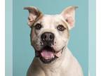 American Pit Bull Terrier-Golden Retriever Mix DOG FOR ADOPTION RGADN-1088322 -