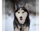 Siberian Husky DOG FOR ADOPTION RGADN-1088470 - Sansa - Siberian Husky Dog For
